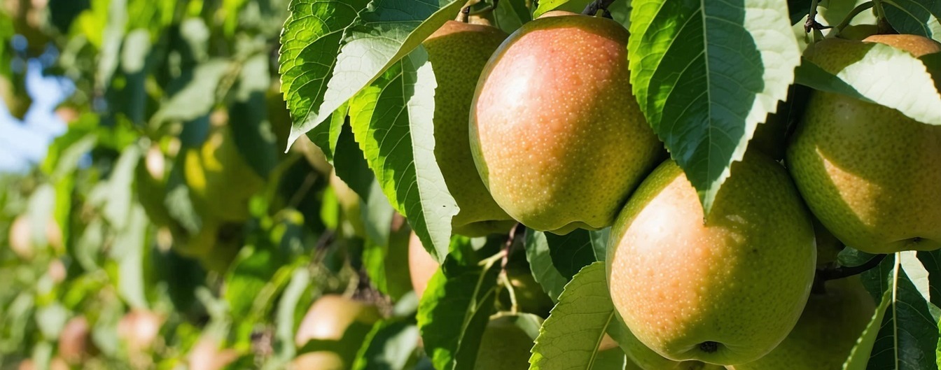 close up of fruit trees-1