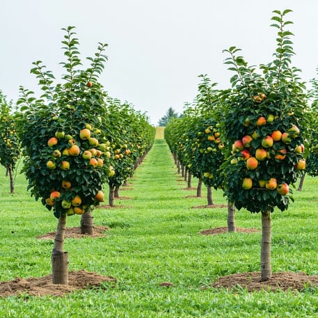 photo of fruit trees in a row